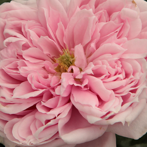 Buy Roses Online - Pink - nostalgia rose - intensive fragrance -  Schöne Maid® - Hans Jürgen Evers - -